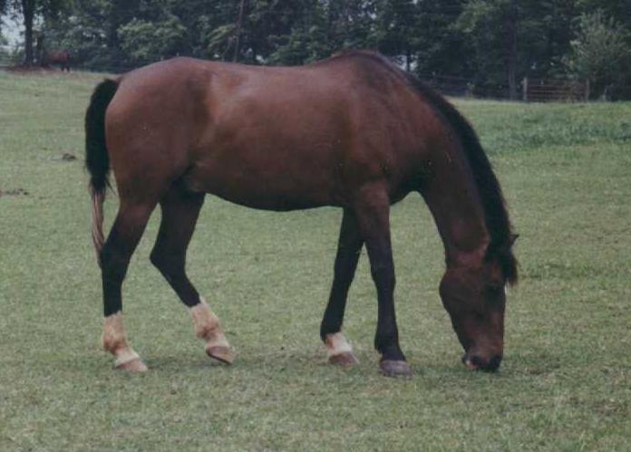 3yojavelinograze.jpg
