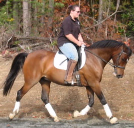 hoveidressage02.jpg